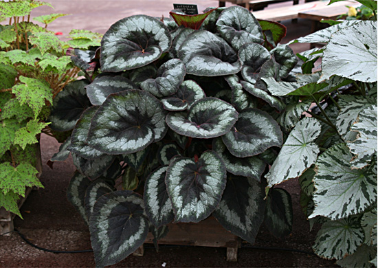 B. ‘Queen Of Hanover’